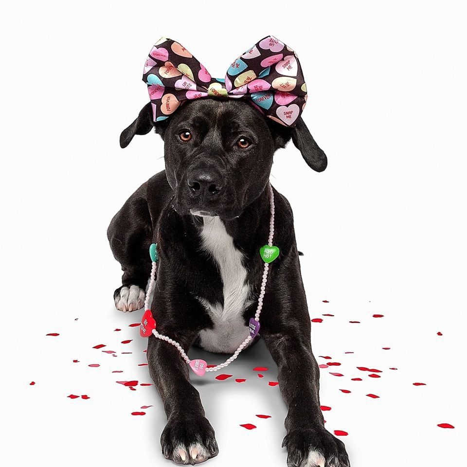 Pet20.jpg